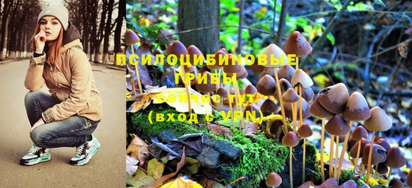 PSILOCYBIN Ростов